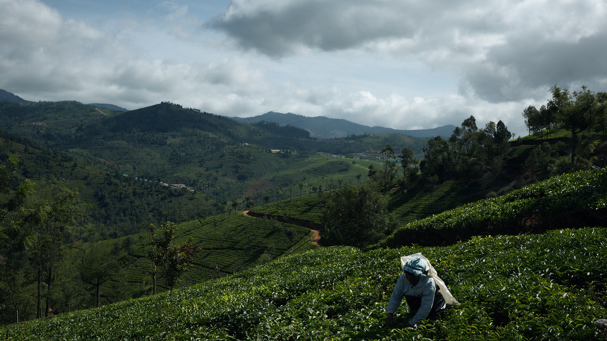 Nilgiri Tea Hills